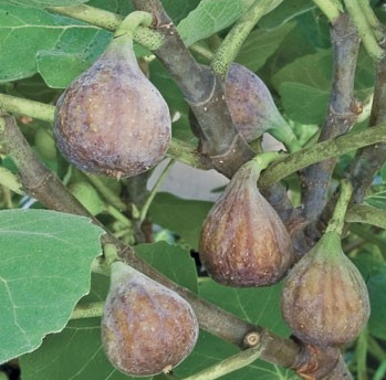 ficus carica fuge